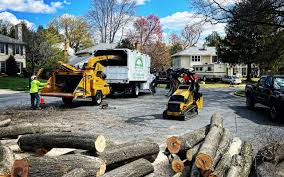 Tree and Shrub Care in Ten Mile Run, NJ