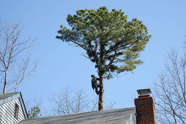 Ten Mile Run, NJ Tree Services Company